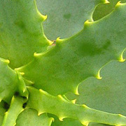 Aloes