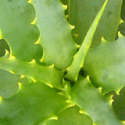Aloes